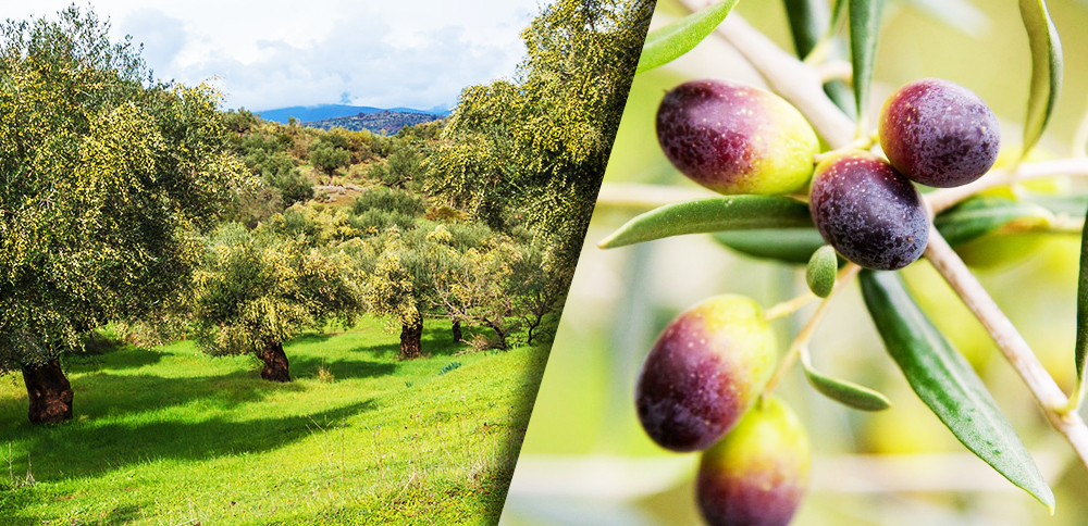olive-oil-garden